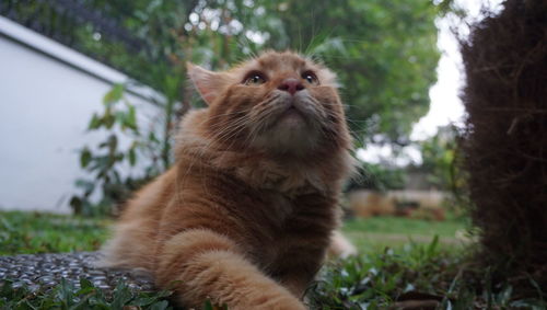 View of a cat looking away