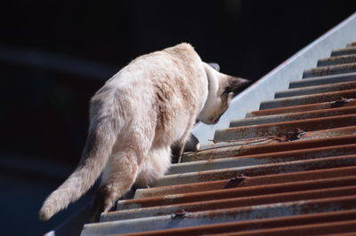 Low angle view of cat on rusty roof