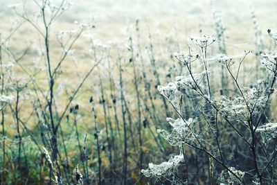 Close-up of snow covered plants on field