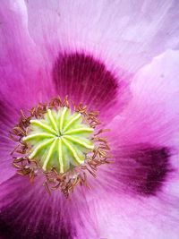 Close-up of pink flower blooming outdoors
