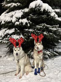 Dog on snow