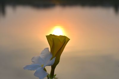 Close-up of orange rose flower against sky during sunset