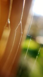 Close-up of spider web on plant