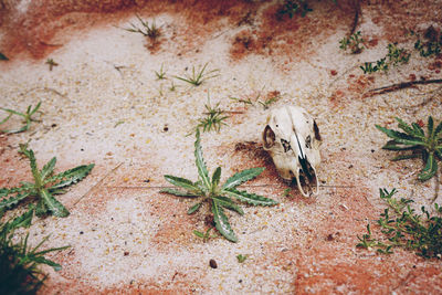 Close-up of animal skull