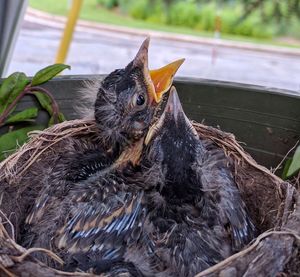 Close-up of bird