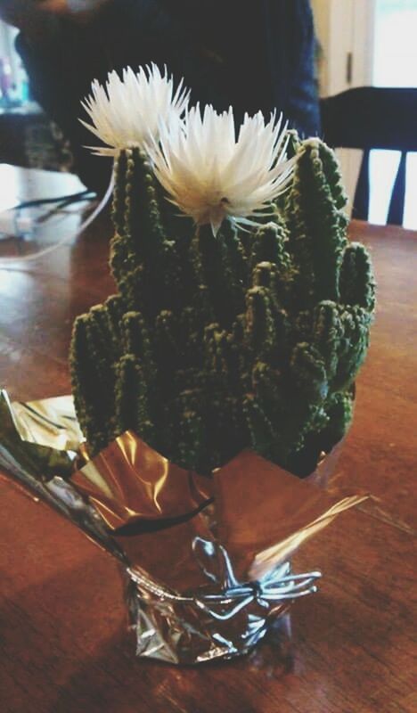 flower, freshness, indoors, vase, table, flower head, petal, fragility, close-up, single flower, focus on foreground, growth, beauty in nature, potted plant, plant, home interior, white color, nature, pollen, flower arrangement