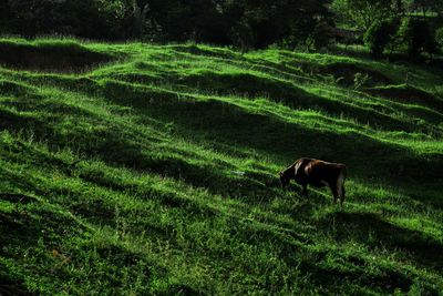View of a horse on field
