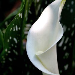 Close-up of white calla lily blooming outdoors