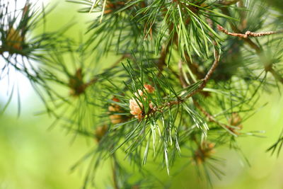 Close-up of pine tree