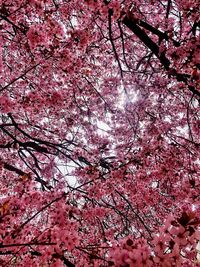 Low angle view of pink flowering tree against sky