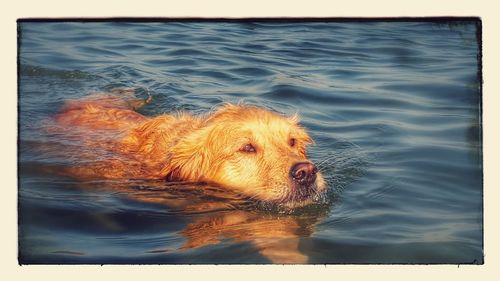 High angle view of dog swimming in sea