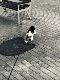 High angle view of dog on footpath