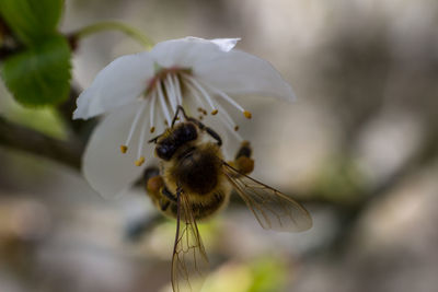 Close-up of bee on flower