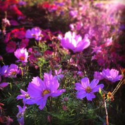 Close-up of purple crocus flowers on field