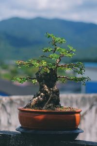 Close-up of small potted plant on table