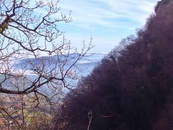 Bare trees against sky