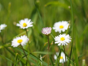 White flowers blooming on field