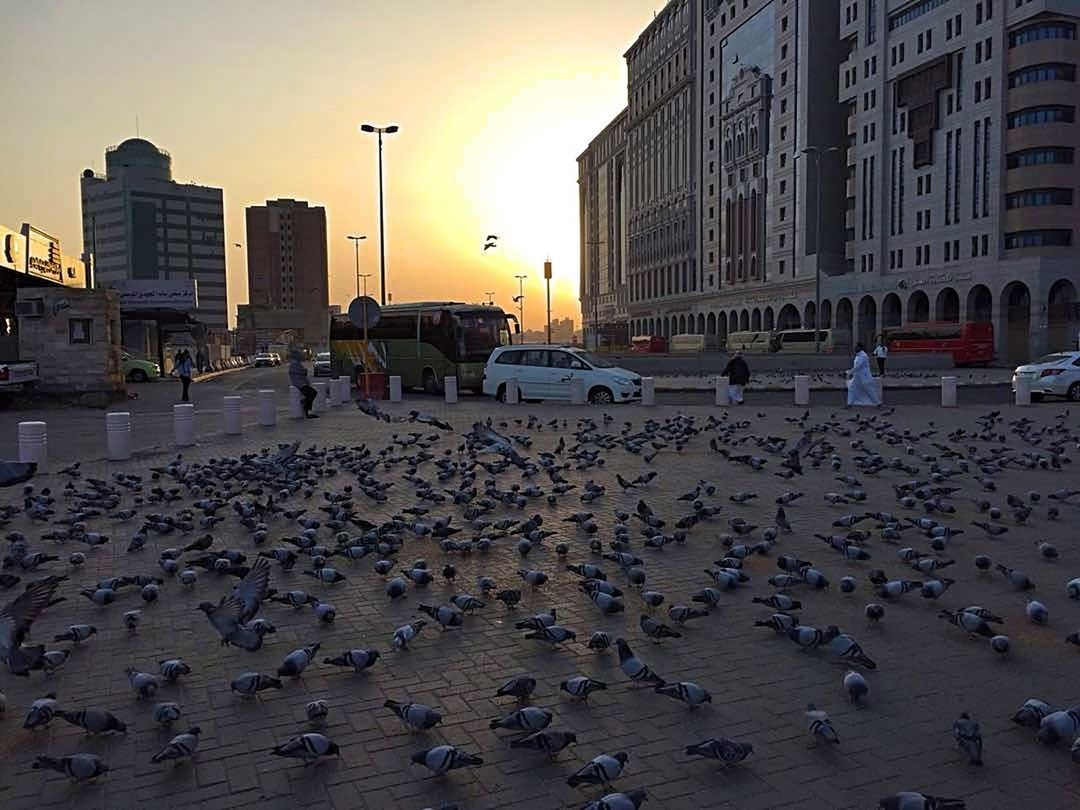 sunset, building exterior, architecture, built structure, city, large group of people, outdoors, large group of animals, sky, bird, animal themes, cityscape, people, day