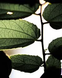 Low angle view of leaf