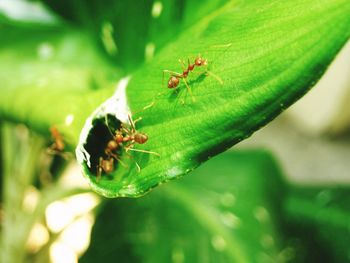 Close-up of insect on leaf