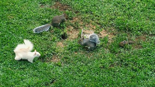 High angle view of animals on grassy field