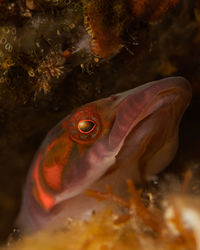 Close-up of fish swimming in sea