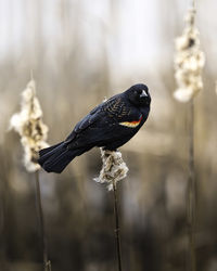 Close-up of bird perching on branch