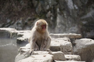 View of monkey sitting on rock