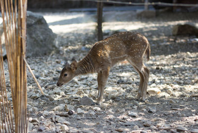 Side view of fawn standing on field
