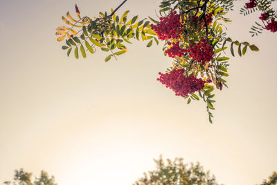 Low angle view of plants against clear sky