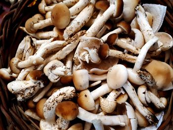 High angle view of mushrooms