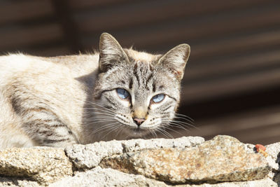 Close-up portrait of cat relaxing outdoors