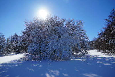 Snow covered trees against sky