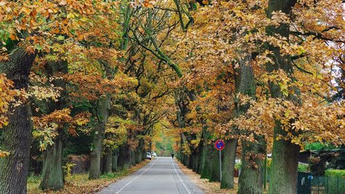 Trees in park