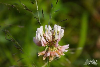 Close-up of white flowers blooming outdoors