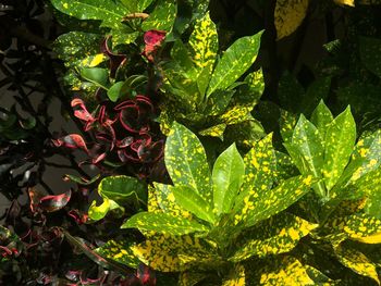 High angle view of flowering plant