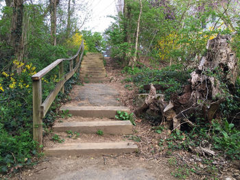 View of trees in forest