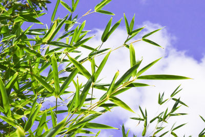 Low angle view of fresh green plant against sky