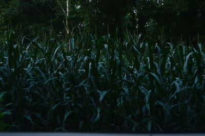 Plants growing on field