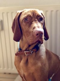 Close-up portrait of dog at home