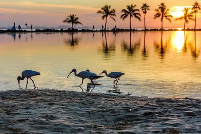 Scenic view of sunset over sea