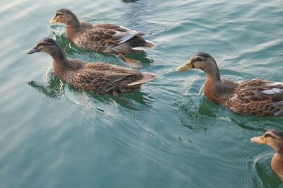 Duck swimming in lake