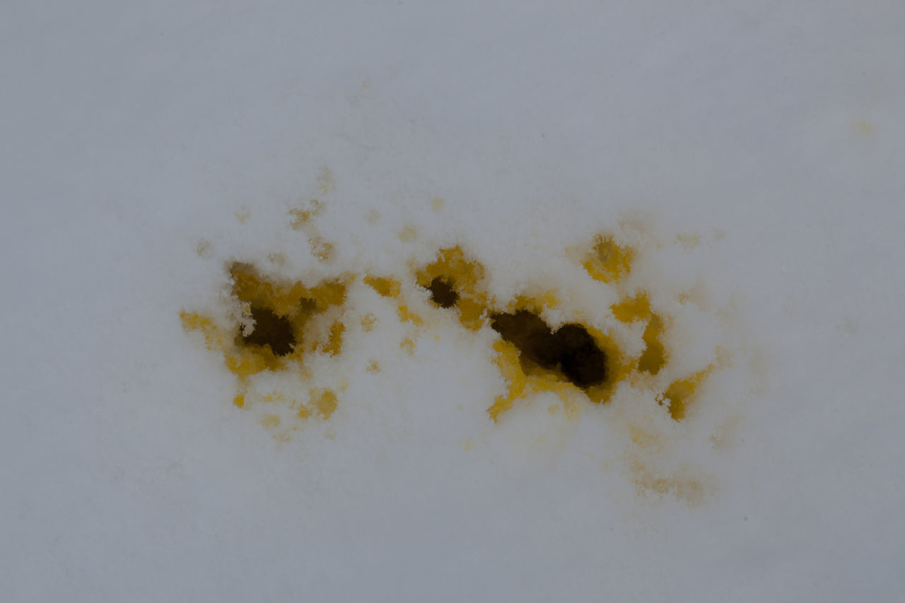 Don´t eat yellow snow