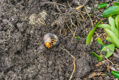 High angle view of insect on field