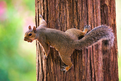 Close-up of squirrel on tree trunk