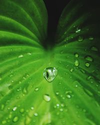 Close-up of water drops on leaf