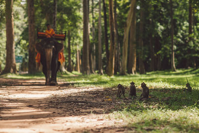 View of a elephant and monkeys in the forest