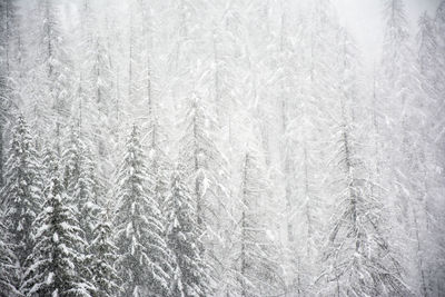 Full frame shot of snow covered trees at forest