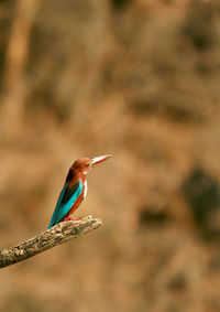 Close-up of bird perching on branch