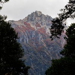 Low angle view of trees on mountain against sky